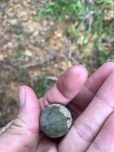Lithocarpus shinsuiensis, photographed by 呂一起(Lyu yi-chi)