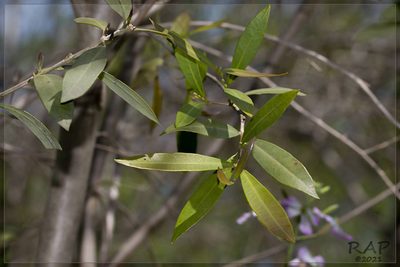 Myrceugenia glaucescens, photographed by RAP
