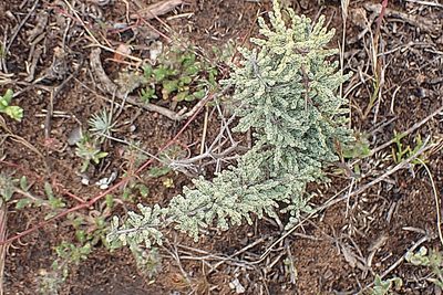 Asparagus capensis, photographed by Di Turner