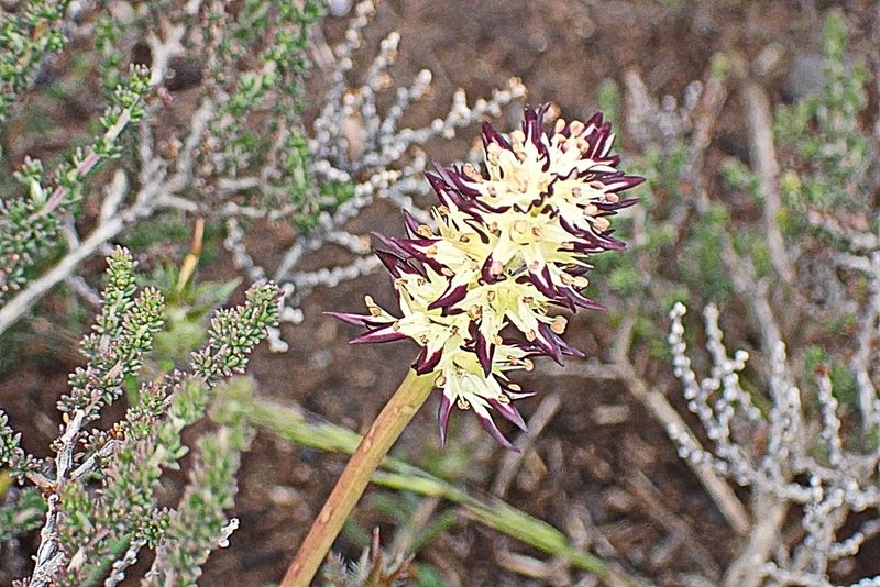 Wurmbea spicata, photographed by Di Turner