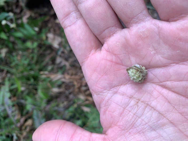 Castanopsis carlesii, photographed by 呂一起(Lyu yi-chi)