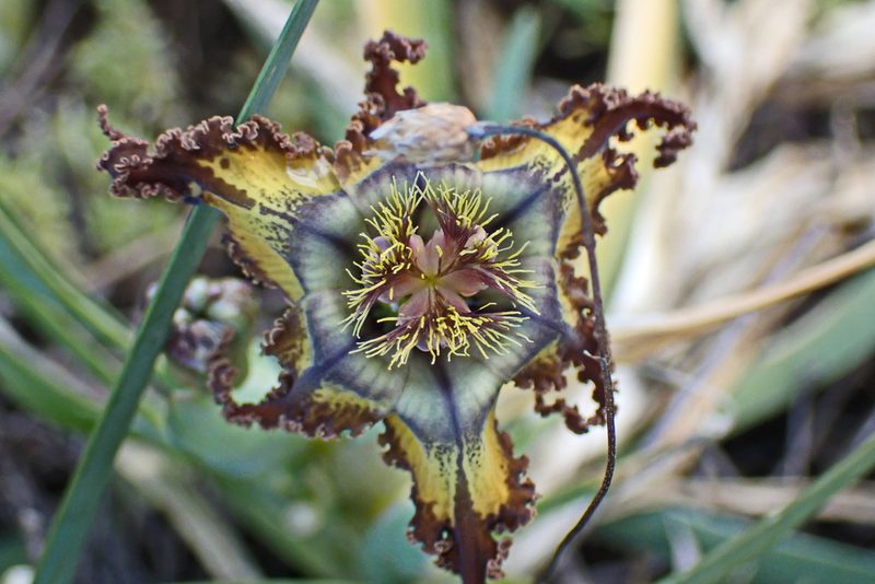 Ferraria crispa, photographed by Di Turner