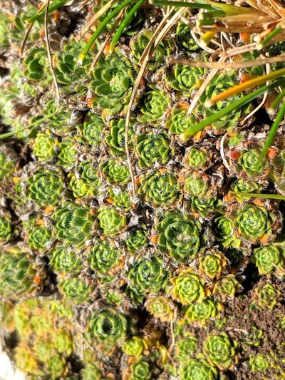 Draba dedeana, photographed by Denys Vynokurov