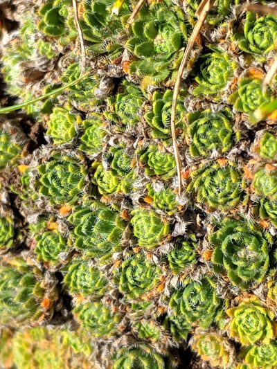 Draba dedeana, photographed by Denys Vynokurov