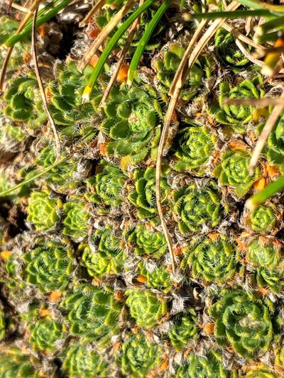 Draba dedeana, photographed by Denys Vynokurov
