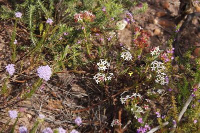 Crassula fascicularis, photographed by Tony Rebelo