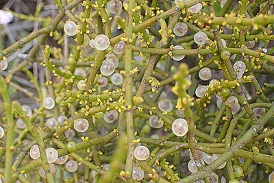 Viscum rotundifolium, photographed by Di Turner