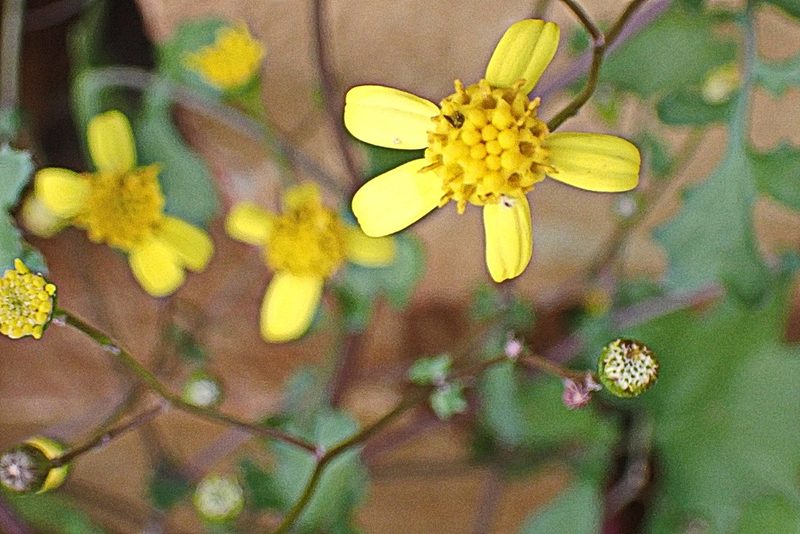 Cineraria lobata, photographed by Di Turner