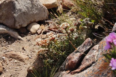 Crassula fascicularis, photographed by Tony Rebelo