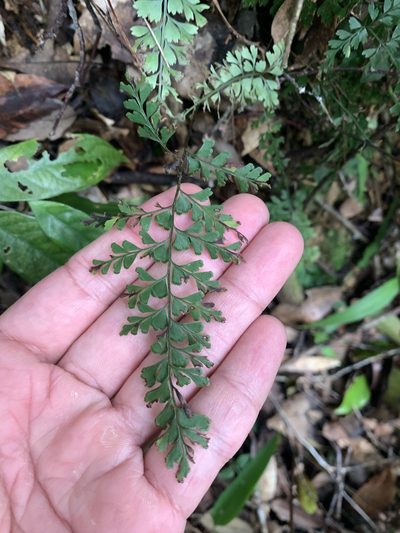 Lindsaea chienii, photographed by 呂一起(Lyu yi-chi)