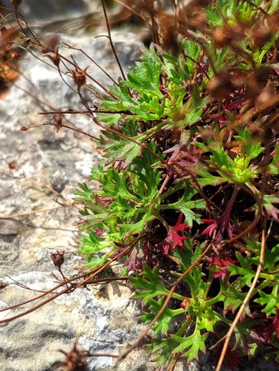 Saxifraga trifurcata, photographed by Denys Vynokurov