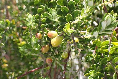 Phylica paniculata, photographed by Di Turner