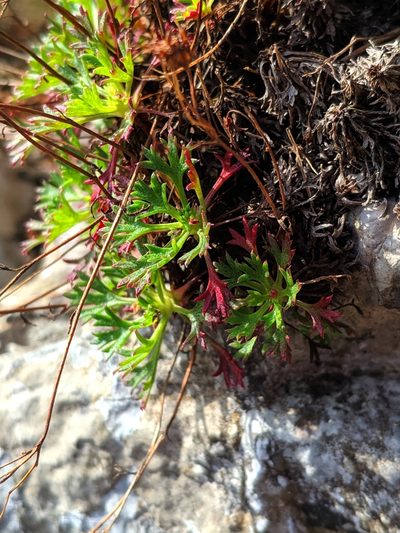 Saxifraga trifurcata, photographed by Denys Vynokurov