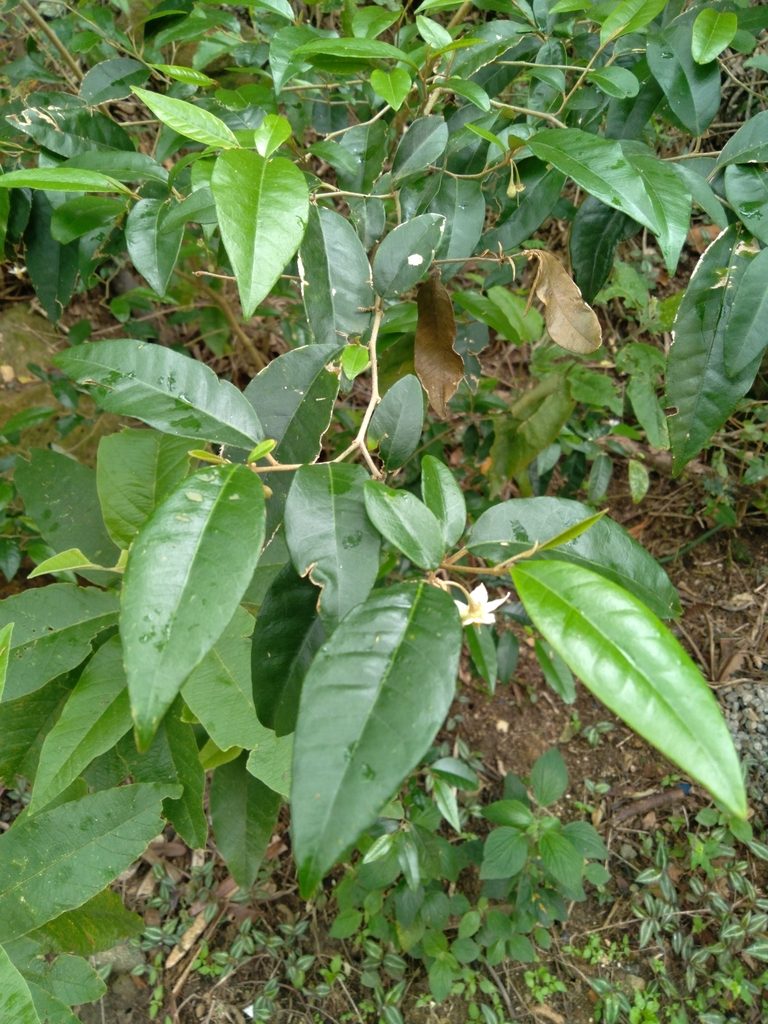 Solanum argenteum, photographed by Victor Farjalla Pontes