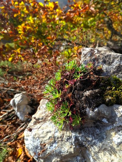 Saxifraga trifurcata, photographed by Denys Vynokurov