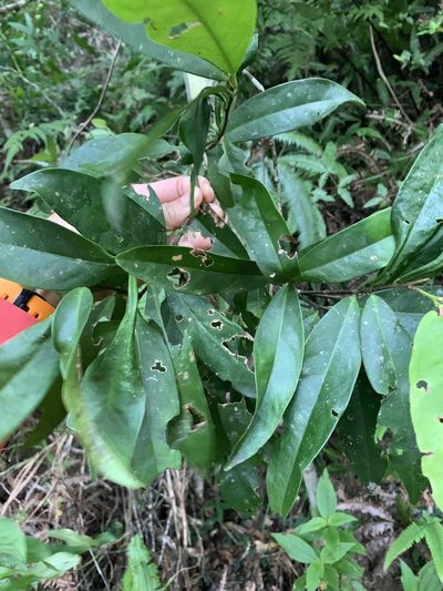 Ilex cochinchinensis, photographed by 呂一起(Lyu yi-chi)