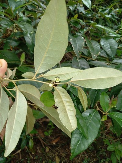 Solanum argenteum, photographed by Victor Farjalla Pontes