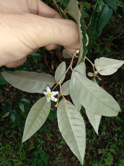 Solanum argenteum, photographed by Victor Farjalla Pontes