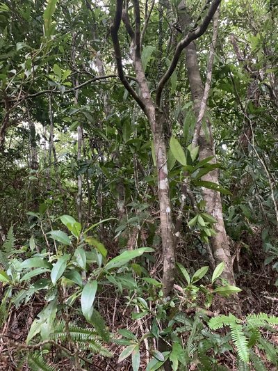 Illicium arborescens, photographed by 呂一起(Lyu yi-chi)