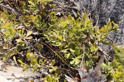 Searsia cuneifolia, photographed by Tony Rebelo