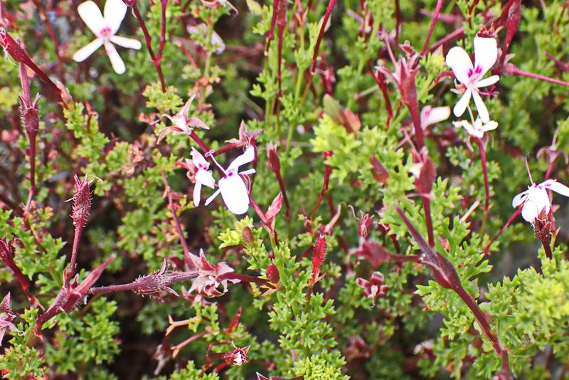 Pelargonium fruticosum, photographed by Di Turner