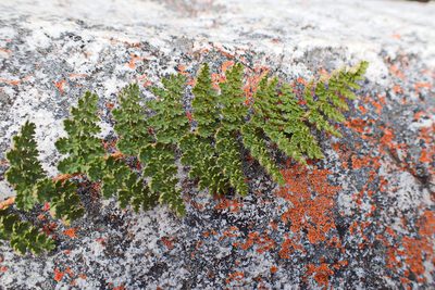 Anemia afrorum, photographed by Di Turner