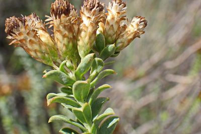 Oedera squarrosa, photographed by Di Turner