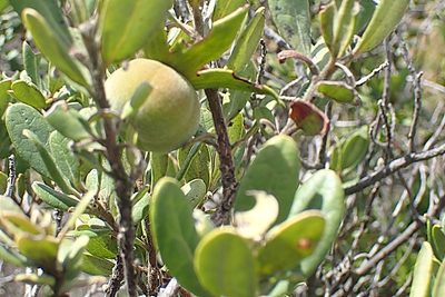 Diospyros dichrophylla, photographed by Di Turner