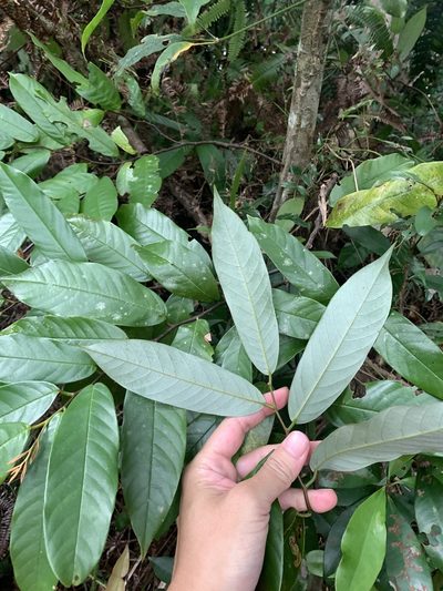 Fissistigma glaucescens, photographed by 呂一起(Lyu yi-chi)