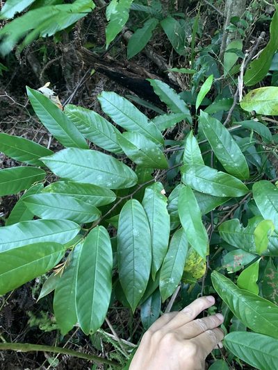 Fissistigma glaucescens, photographed by 呂一起(Lyu yi-chi)