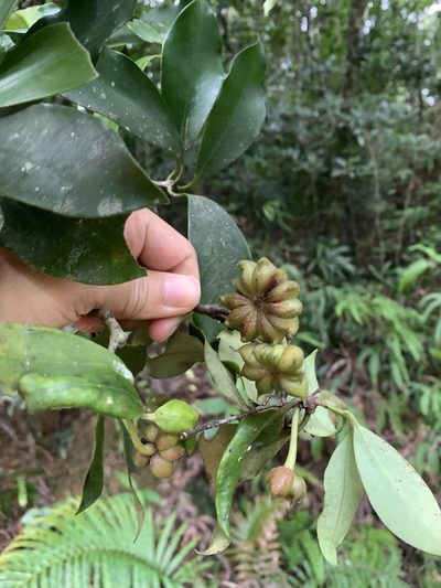 Illicium arborescens, photographed by 呂一起(Lyu yi-chi)