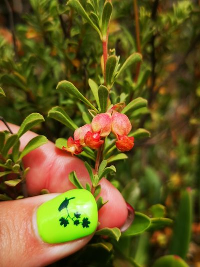 Hermannia ternifolia, photographed by leandra-k_89