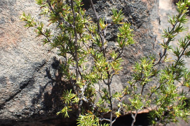 Cliffortia tuberculata, photographed by Di Turner