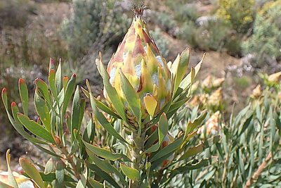 Leucadendron rubrum, photographed by Di Turner