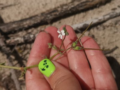 Pelargonium senecioides, photographed by leandra-k_89