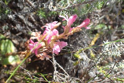 Satyrium erectum, photographed by Di Turner