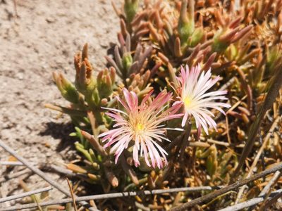 Mesembryanthemum canaliculatum, photographed by leandra-k_89