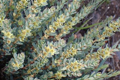 Clutia laxa, photographed by Di Turner