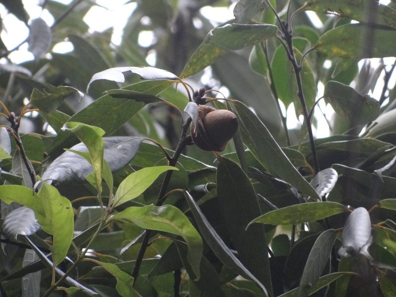 Quercus pachyloma, photographed by 呂一起(Lyu yi-chi)