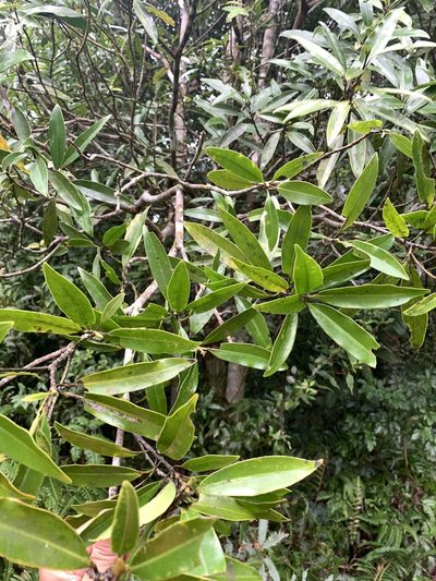 Magnolia kachirachirai, photographed by 呂一起(Lyu yi-chi)