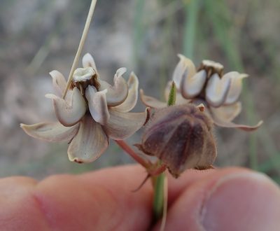 Asclepias cucullata, photographed by Peter Warren