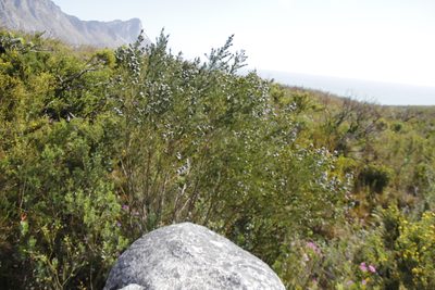 Psoralea ivumba, photographed by Tony Rebelo