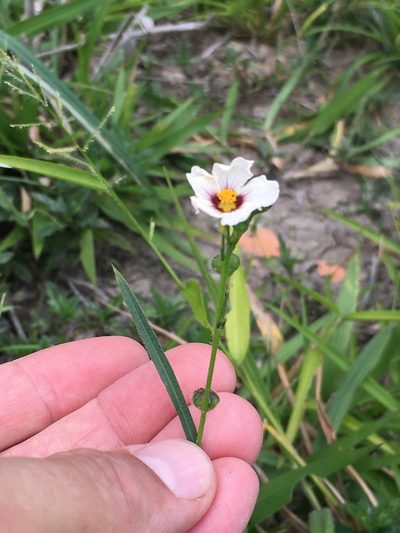 Sida linifolia, photographed by B. Phalan