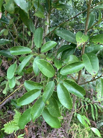 Stauntonia obovatifoliola, photographed by 呂一起(Lyu yi-chi)