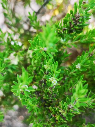 Anthospermum spathulatum, photographed by leandra-k_89