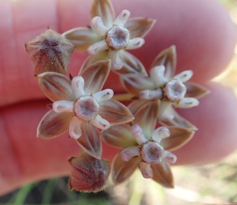 Asclepias cucullata, photographed by Peter Warren