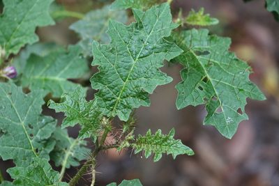 Solanum vicinum, photographed by Greg Tasney