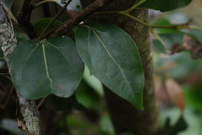 Cryptocarya foveolata, photographed by Greg Tasney