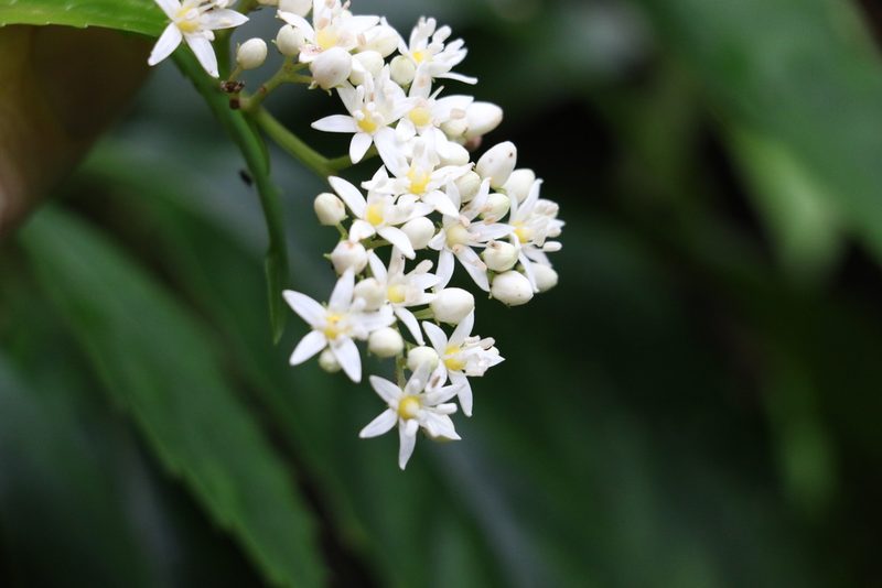Cuttsia viburnea, photographed by Greg Tasney