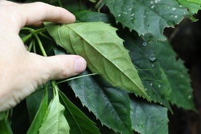 Cuttsia viburnea, photographed by Greg Tasney